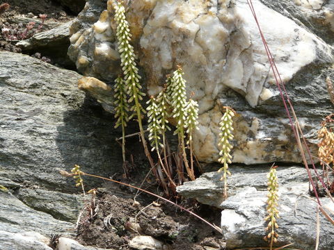 Imagem de Umbilicus rupestris (Salisb.) Dandy