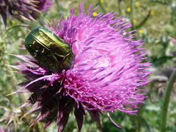 Image of Rose chafer