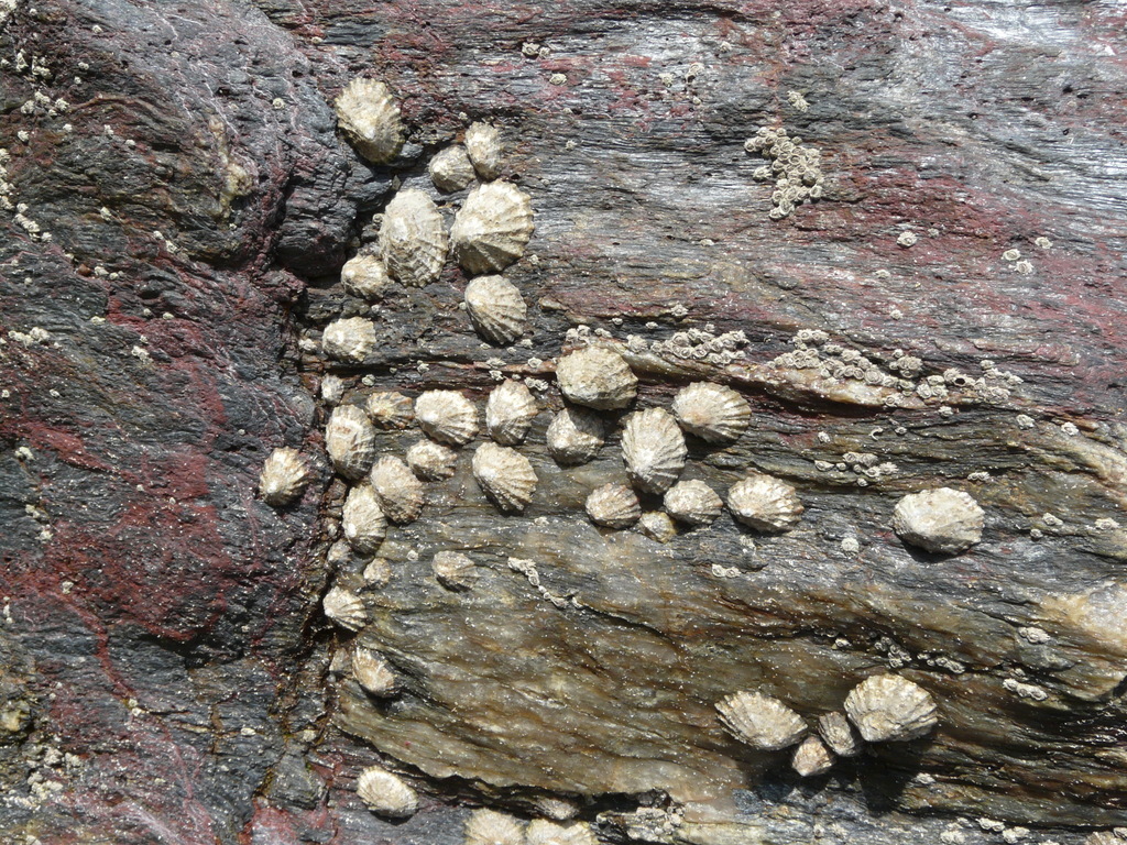 Image of Common limpet