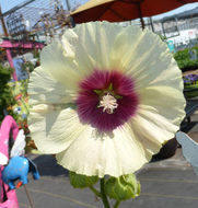 Image of hollyhock