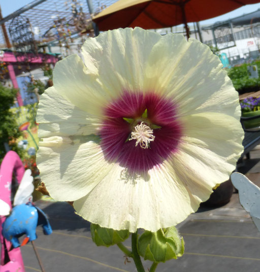 Image of hollyhock