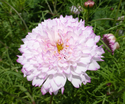 Image of garden cosmos