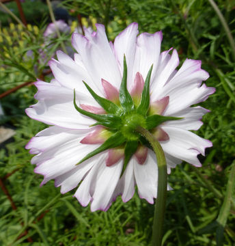 Image of garden cosmos