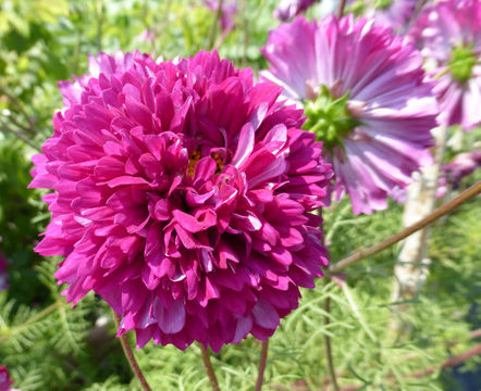 Image of garden cosmos