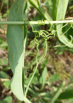 Image of Everlasting pea