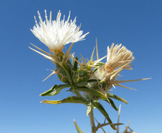 Image of red star-thistle