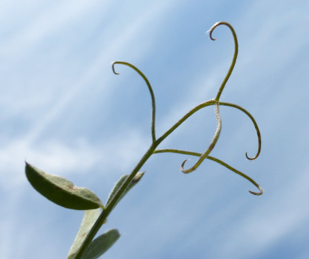 Image of reddish tufted vetch