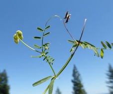 Image of Hairy Tare