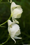 Image of Columbian monkshood