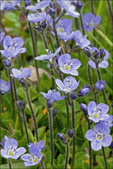 Image of leafless-stemmed speedwell