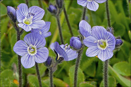 Image of leafless-stemmed speedwell