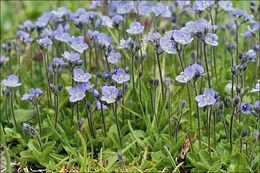 Image of leafless-stemmed speedwell