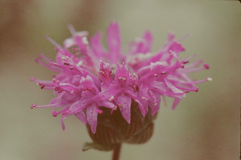 صورة <i>Monardella sinuata</i> ssp. <i>nigrescens</i>