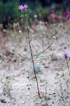 Image of <i>Monardella sinuata</i> ssp. <i>nigrescens</i>