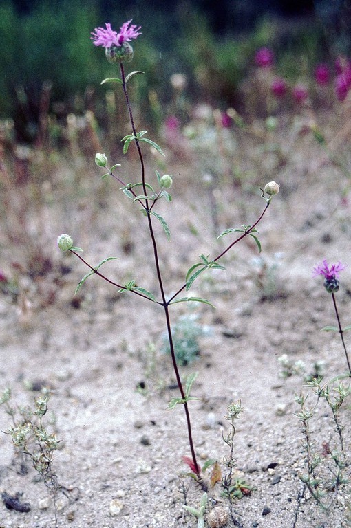 صورة <i>Monardella sinuata</i> ssp. <i>nigrescens</i>