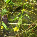 Ranunculus flabellaris Raf. ex Bigel.的圖片