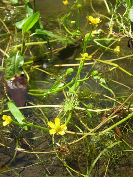 Image of yellow water buttercup