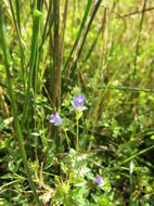 Image of Western Pearlflower