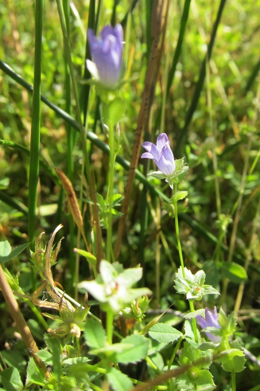 Image of Western Pearlflower