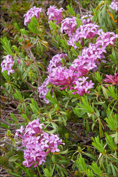 Image of striated daphne