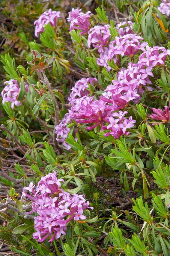 Image of striated daphne