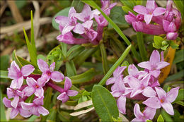 Image of striated daphne