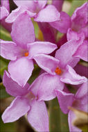 Image of striated daphne