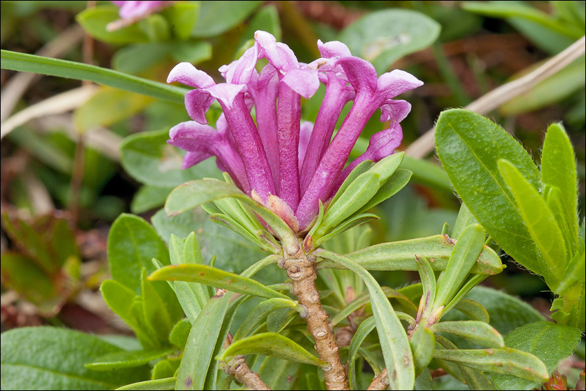 Image of striated daphne