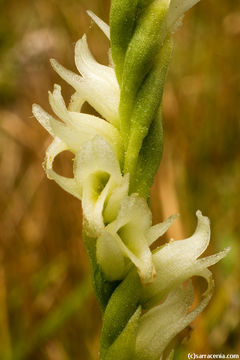 Image of hooded lady's tresses