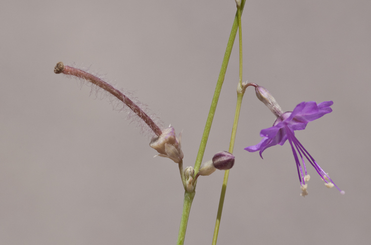 Imagem de Anulocaulis eriosolenus (Gray) Standl.