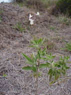 Haplostachys haplostachya (A. Gray) H. St. John的圖片