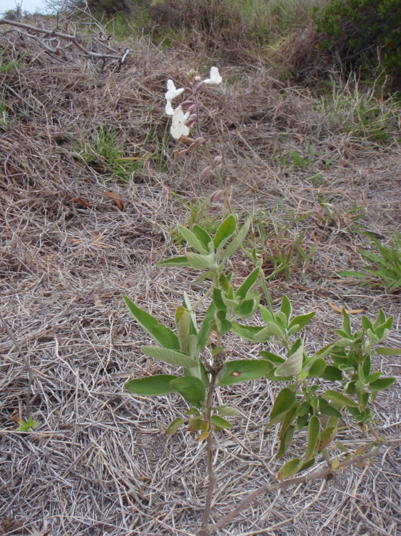 Haplostachys haplostachya (A. Gray) H. St. John的圖片