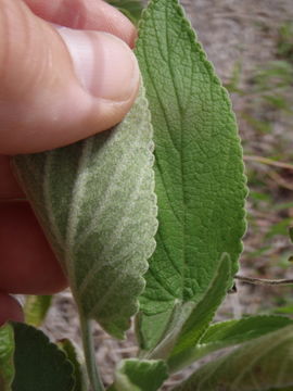 Слика од Haplostachys haplostachya (A. Gray) H. St. John