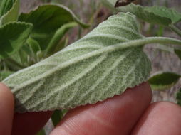 Haplostachys haplostachya (A. Gray) H. St. John的圖片