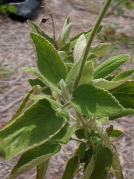 Haplostachys haplostachya (A. Gray) H. St. John的圖片