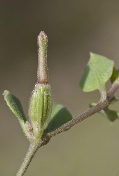 Acleisanthes longiflora A. Gray resmi