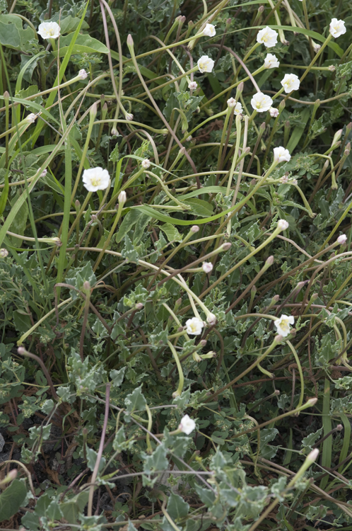 Acleisanthes longiflora A. Gray resmi