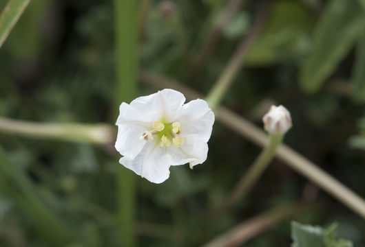 Image of angel's trumpets