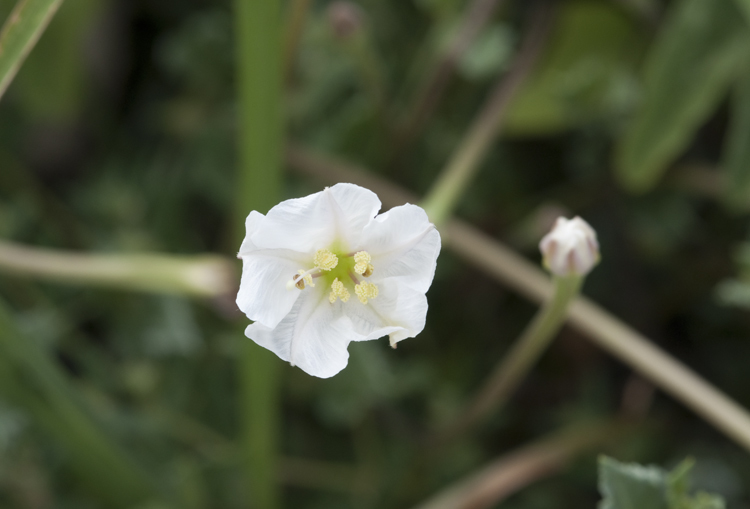 Acleisanthes longiflora A. Gray resmi