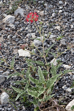 Image of devil's bouquet