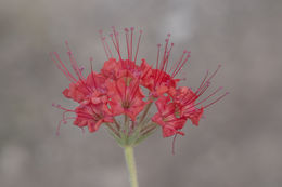 Image of devil's bouquet