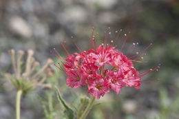 Image of devil's bouquet