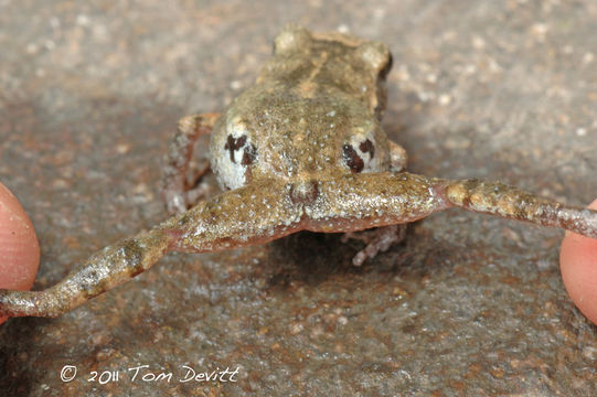 Image of Brown Peeping Frog