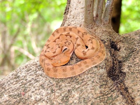 Image of Dunn's Hognose Viper