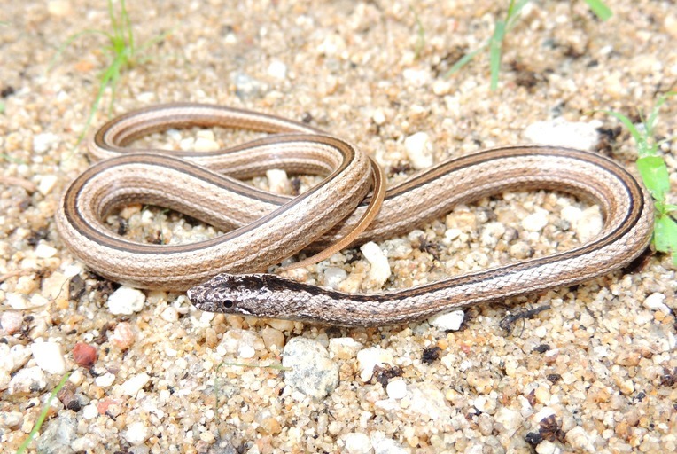 Image of Ridgehead Snake