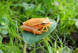 Image of Dwarf Mexican Treefrog