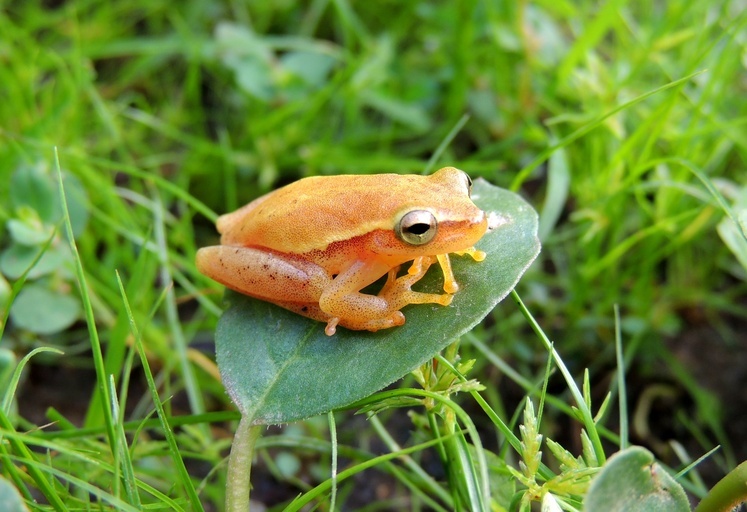 Sivun Tlalocohyla smithii (Boulenger 1902) kuva