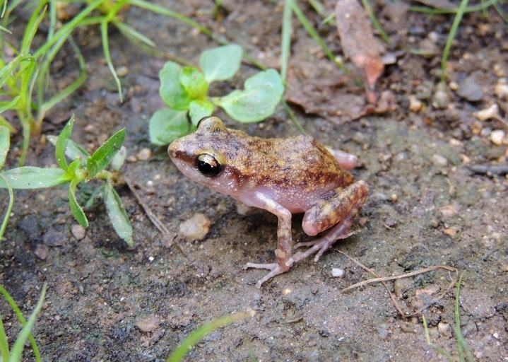 Image of Whistling Chirping Frog