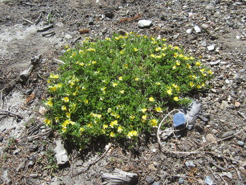 Image of Yolla Bolly bird's-foot trefoil