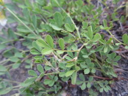 Image of Yolla Bolly bird's-foot trefoil